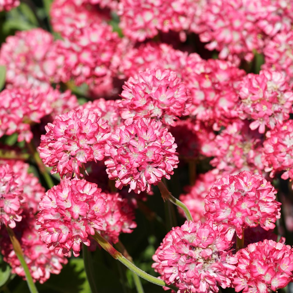 Clavelina del mar Ornament - Armeria