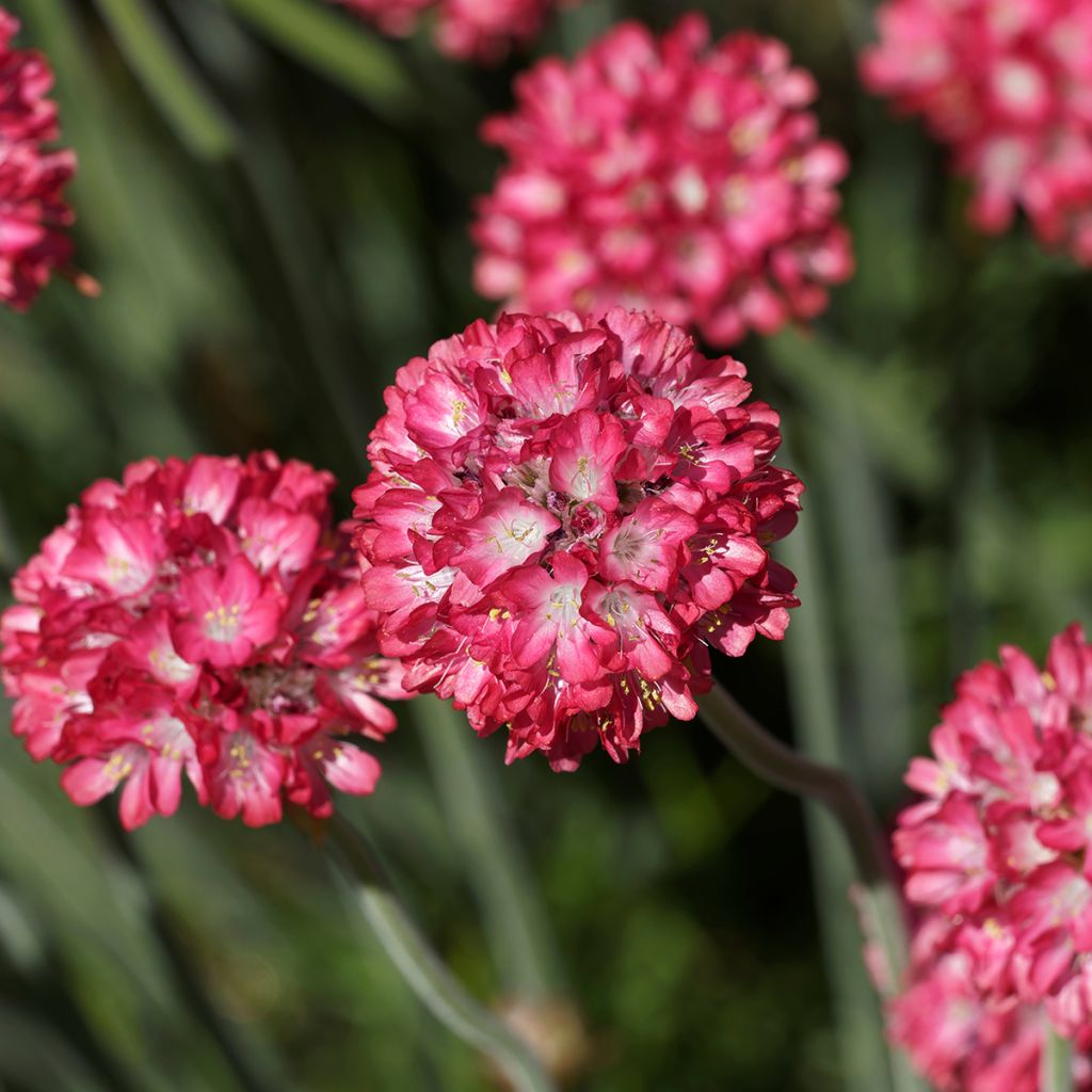 Clavelina del mar Ornament - Armeria