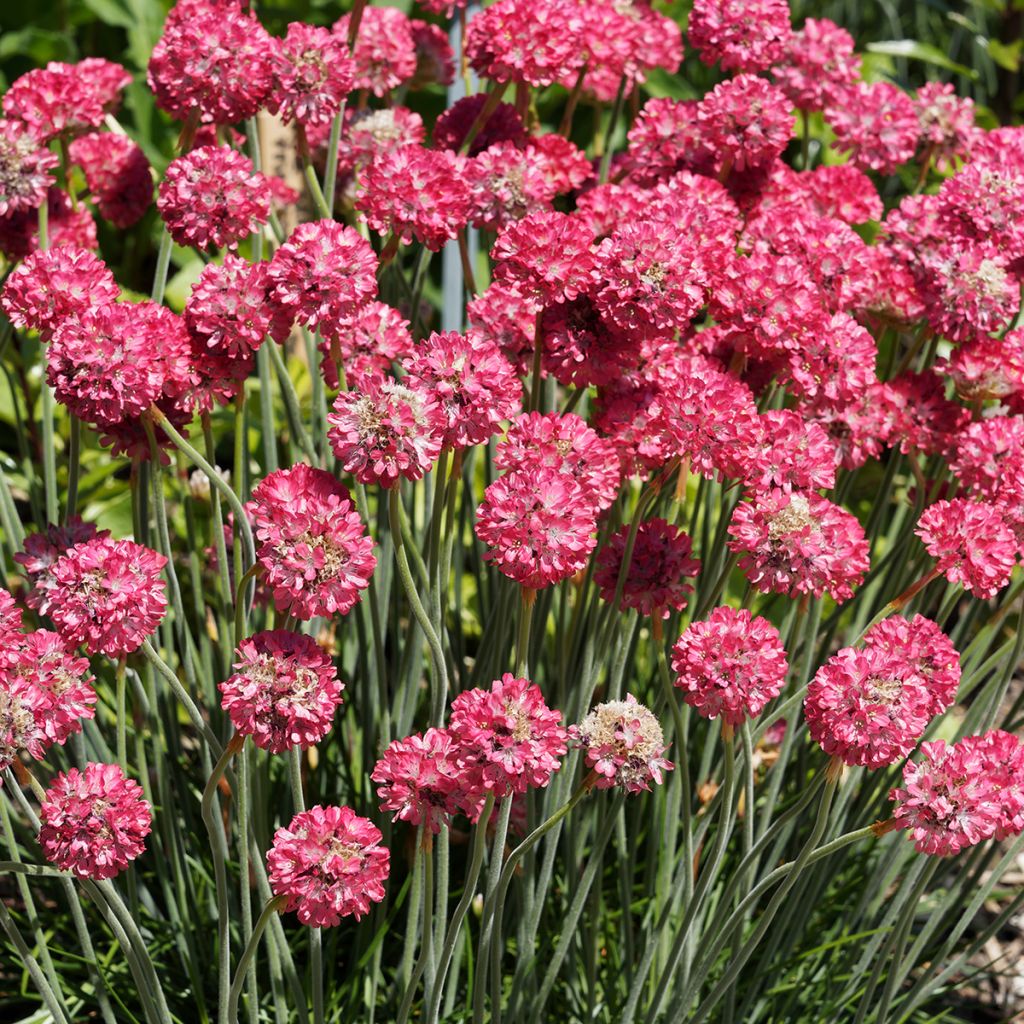 Clavelina del mar Ornament - Armeria