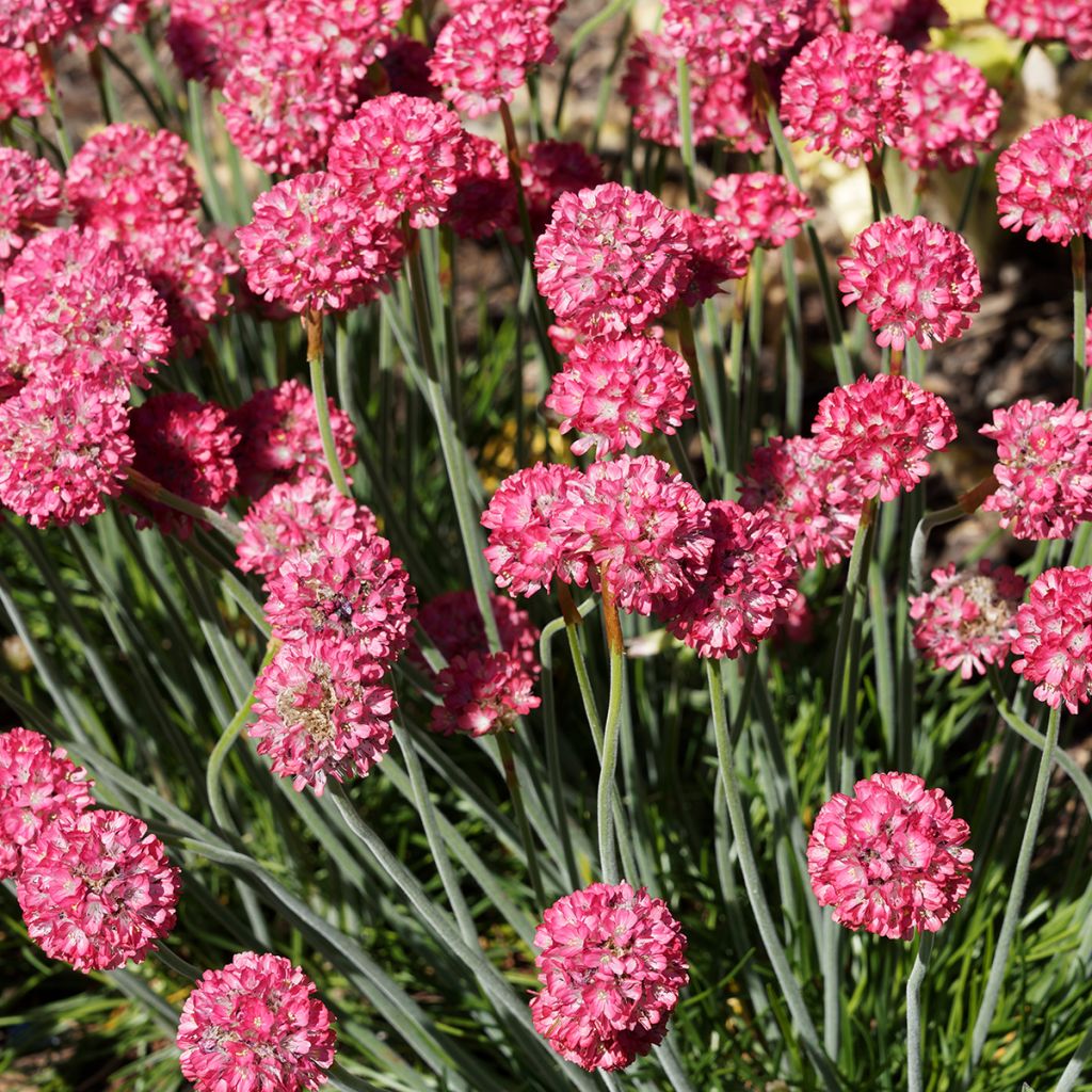 Clavelina del mar Ornament - Armeria