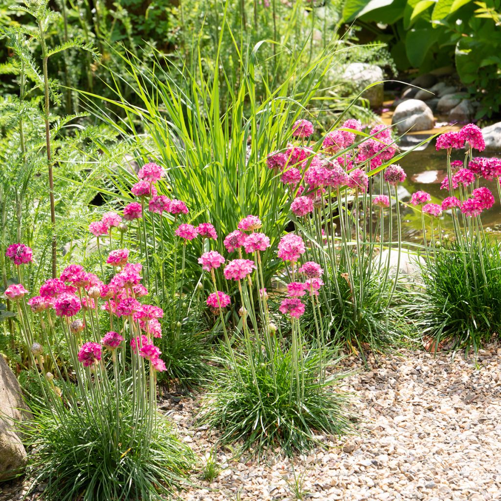 Clavelina del mar Düsseldorfer Stolz - Armeria maritima