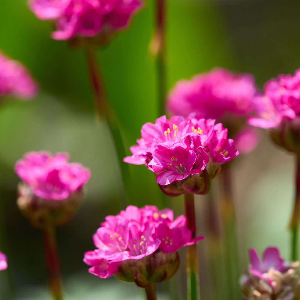 Clavelina del mar Düsseldorfer Stolz - Armeria maritima