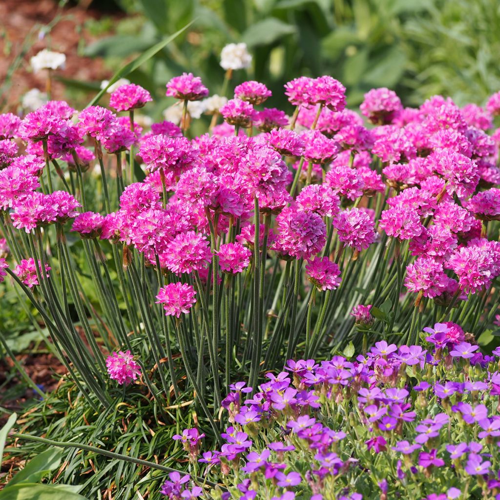 Clavelina del mar Vesuvius - Armeria maritima