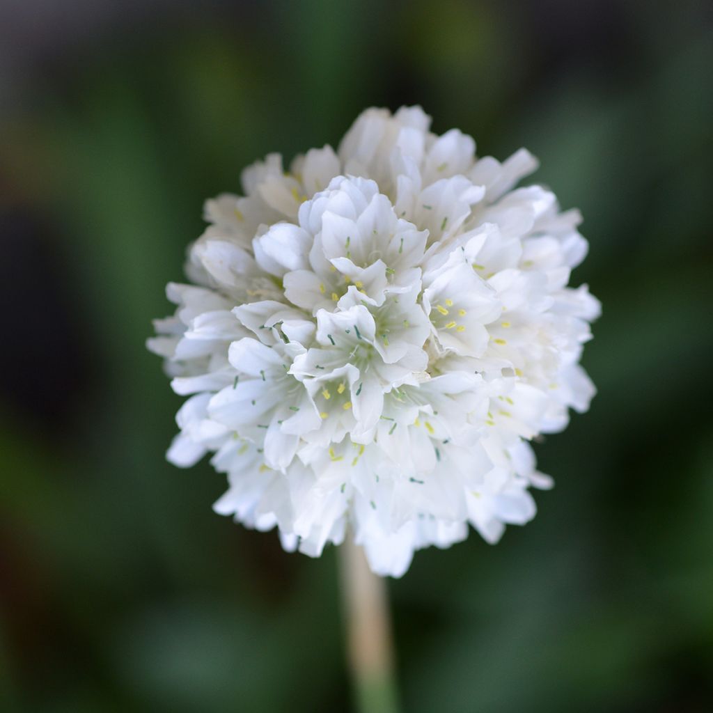 Clavelina del mar blanca - Armeria maritima Alba