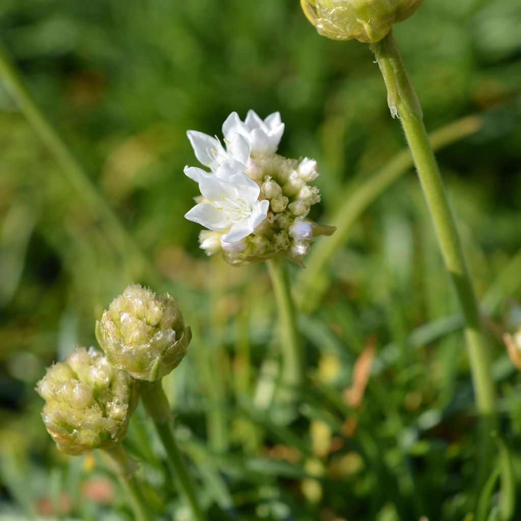 Clavelina del mar blanca - Armeria maritima Alba