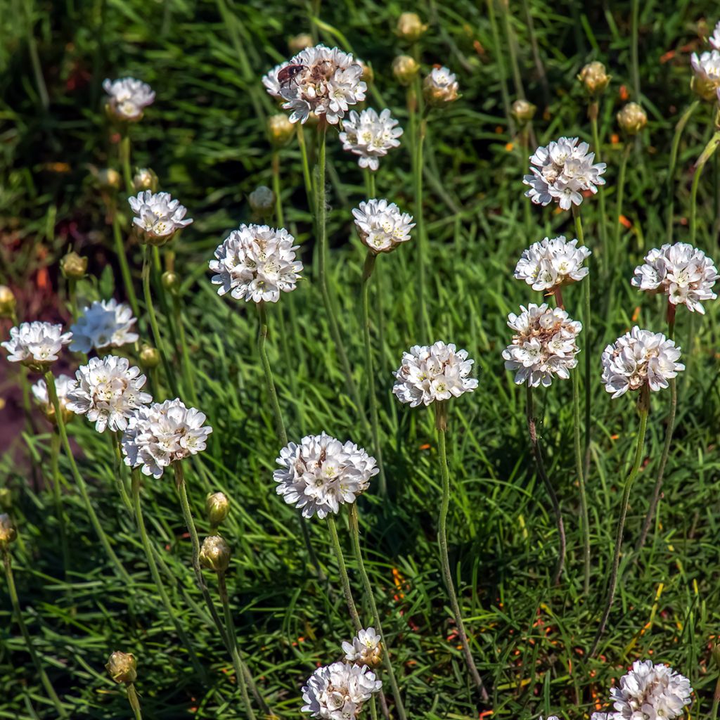 Clavelina del mar blanca - Armeria maritima Alba