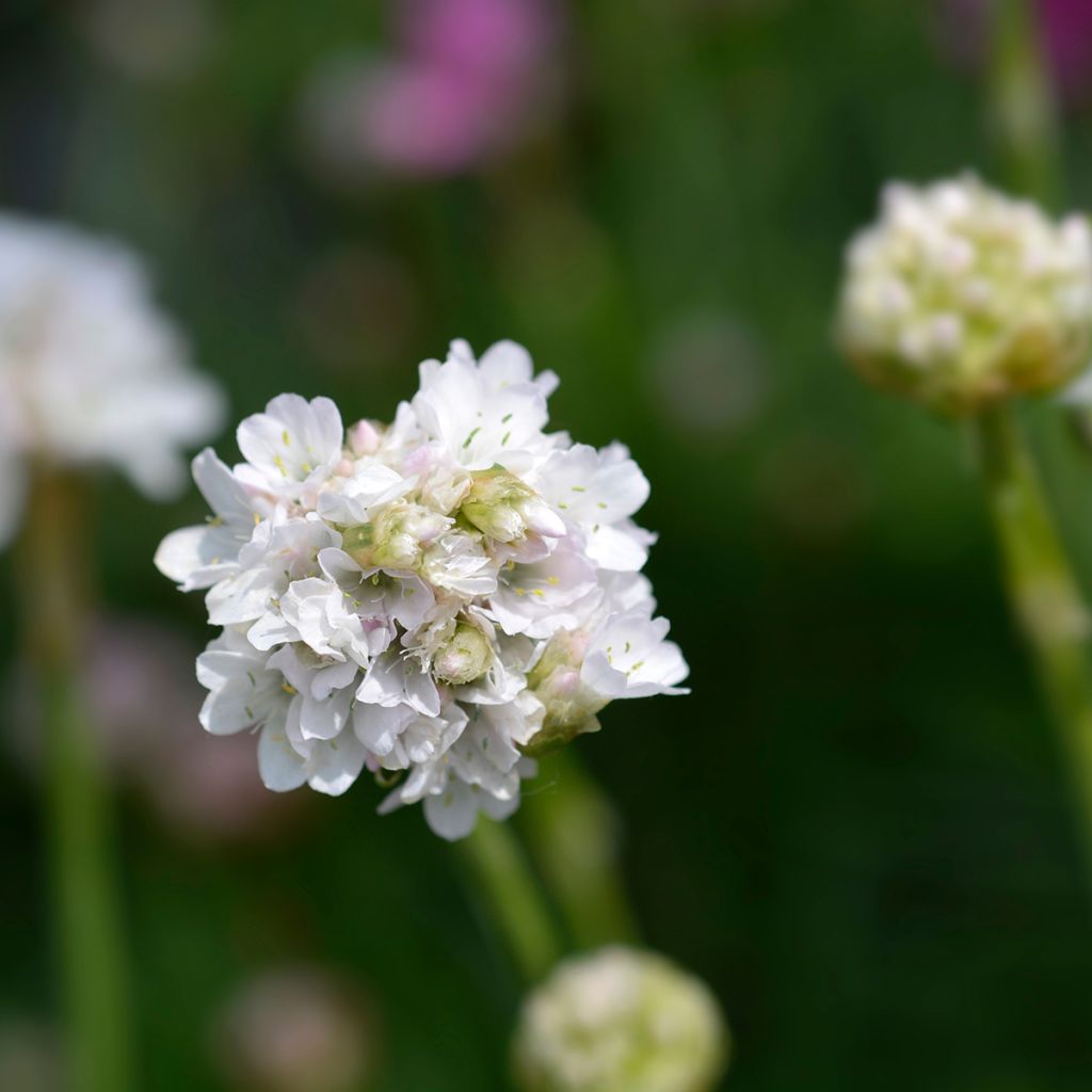 Clavelina del mar blanca - Armeria maritima Alba