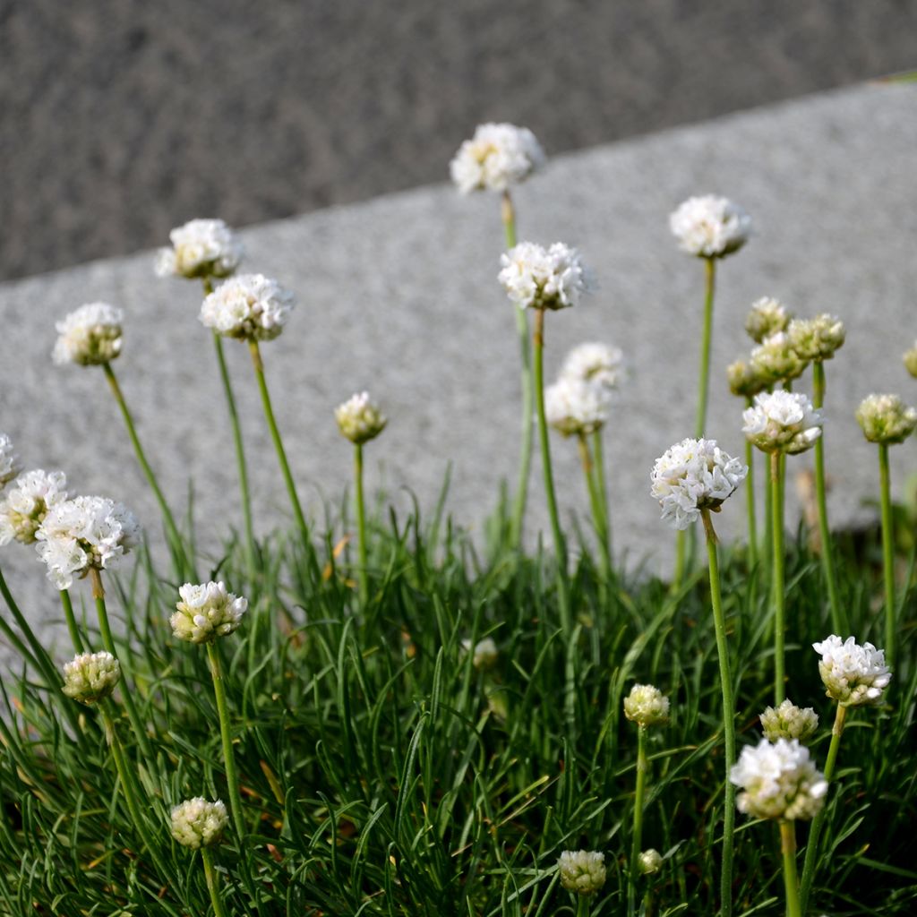 Clavelina del mar blanca - Armeria maritima Alba