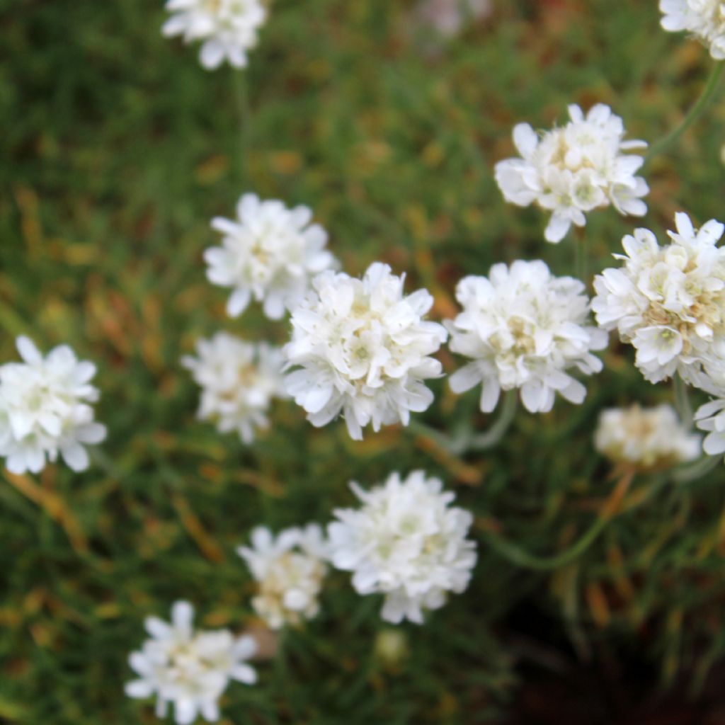 Clavelina del mar blanca - Armeria maritima Alba