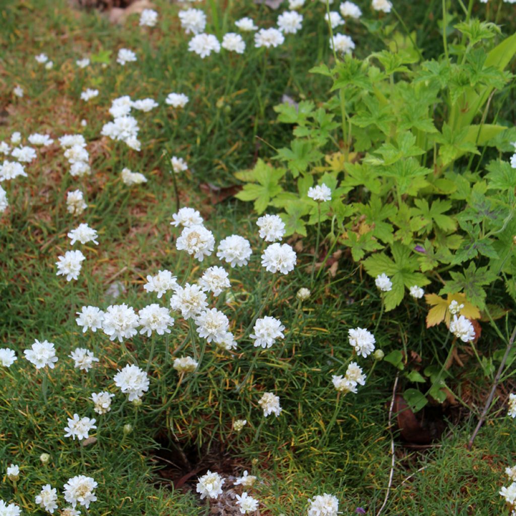 Clavelina del mar blanca - Armeria maritima Alba