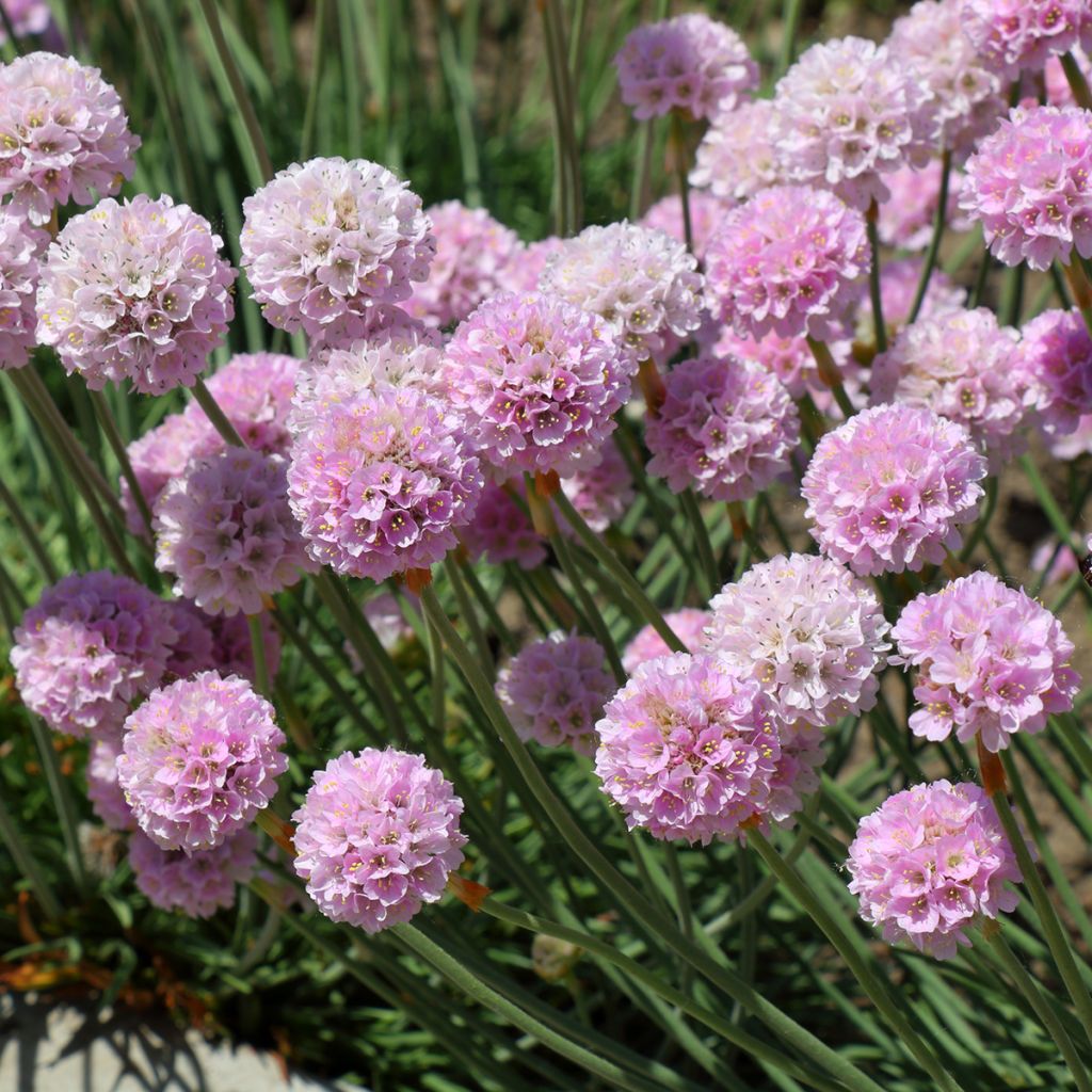 Clavelina del mar Rosea - Armeria maritima