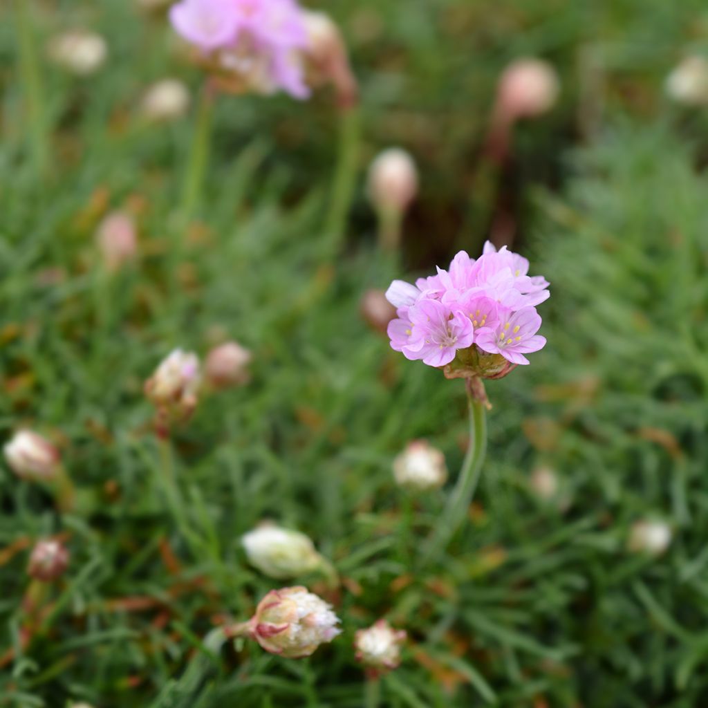 Clavelina del mar Rosea - Armeria maritima