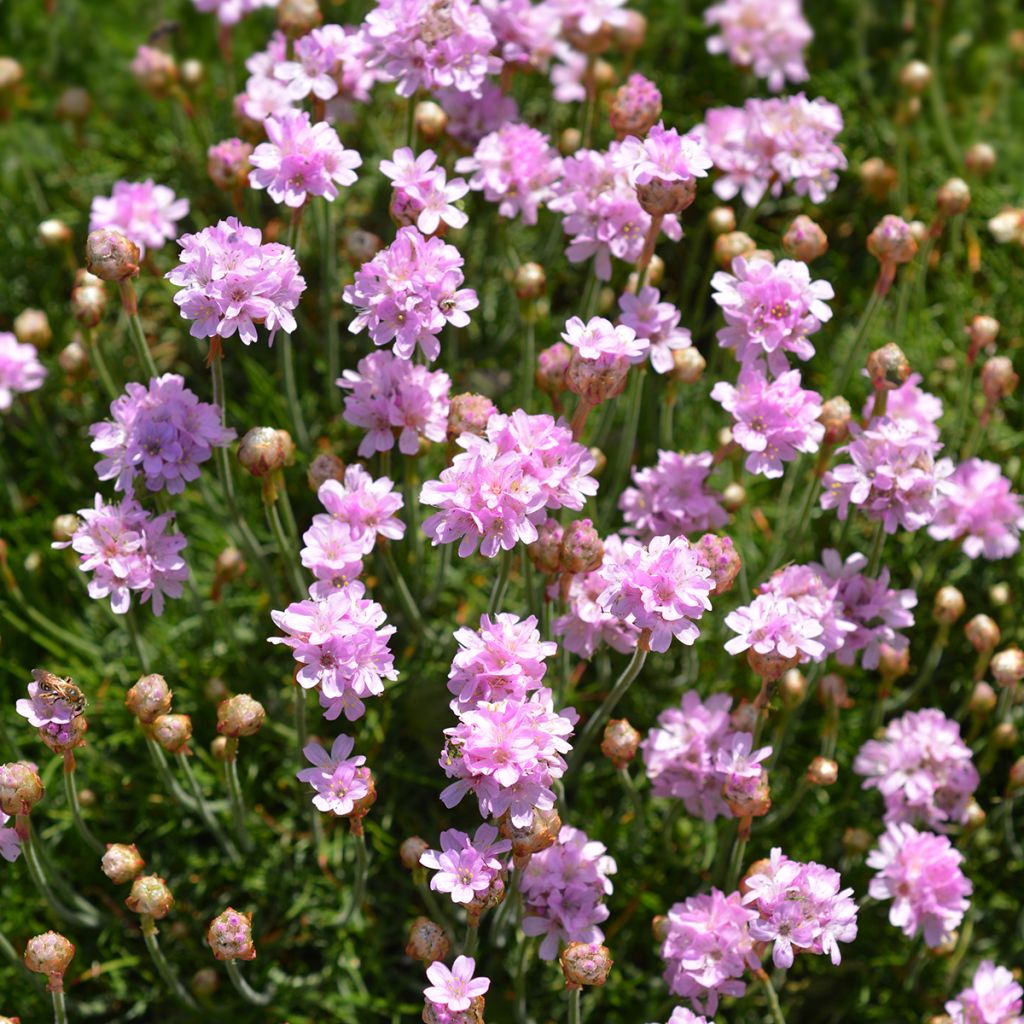 Clavelina del mar Rosea - Armeria maritima