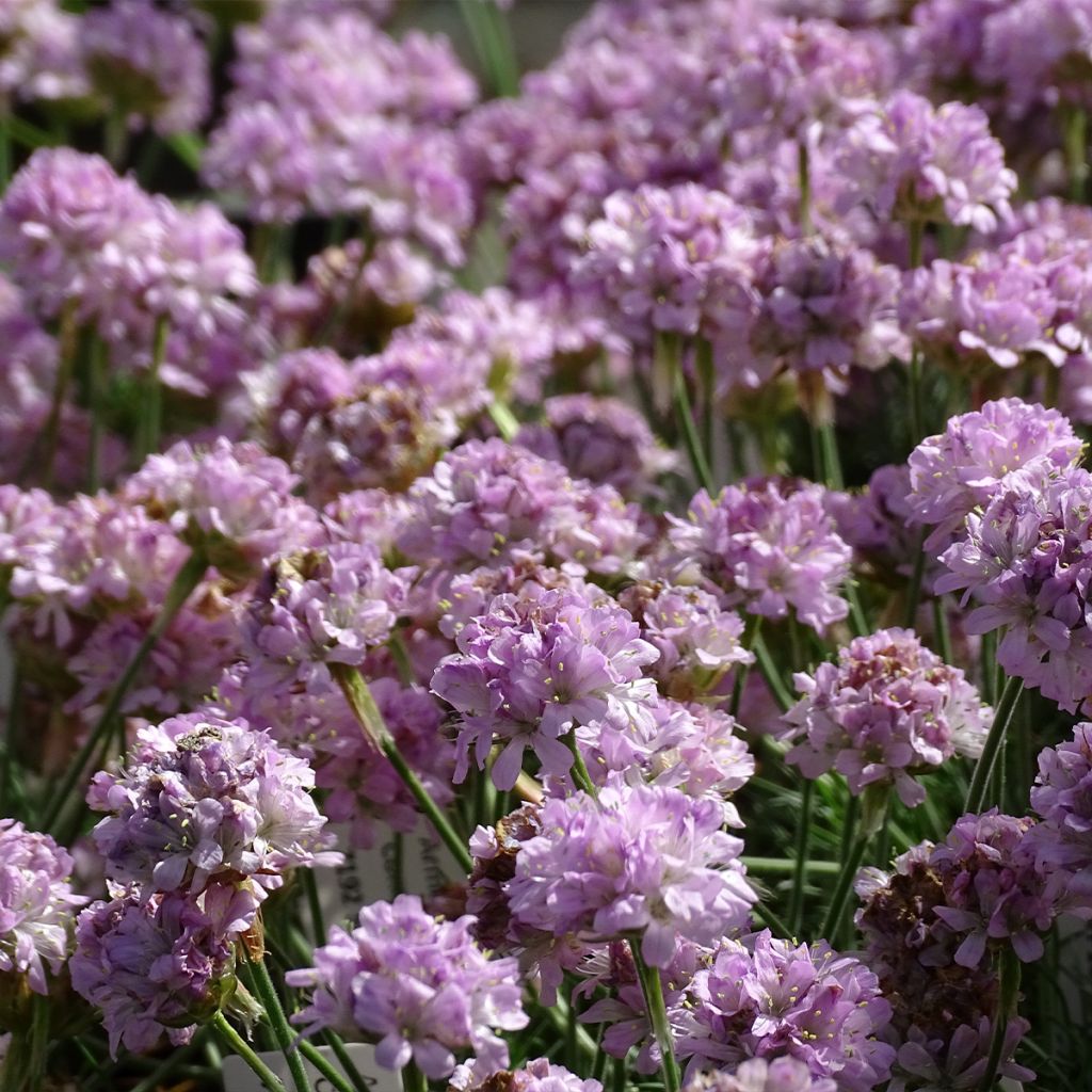 Gazon d'Espagne rose, Armeria Maritima Rosea