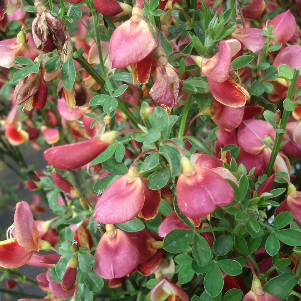 Genêt - Cytisus Maria Burkwood