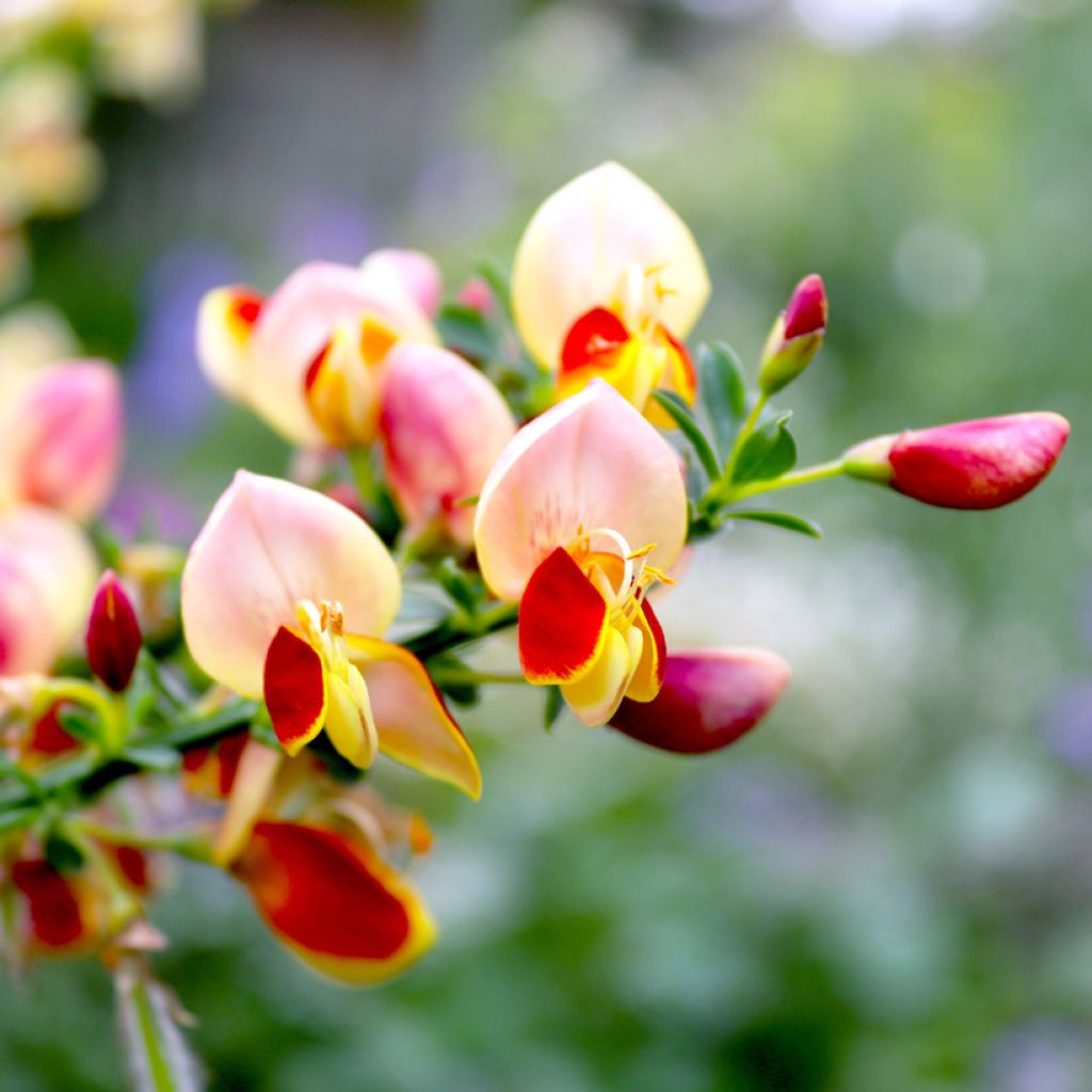 Retama negra Goldfinch - Cytisus scoparius