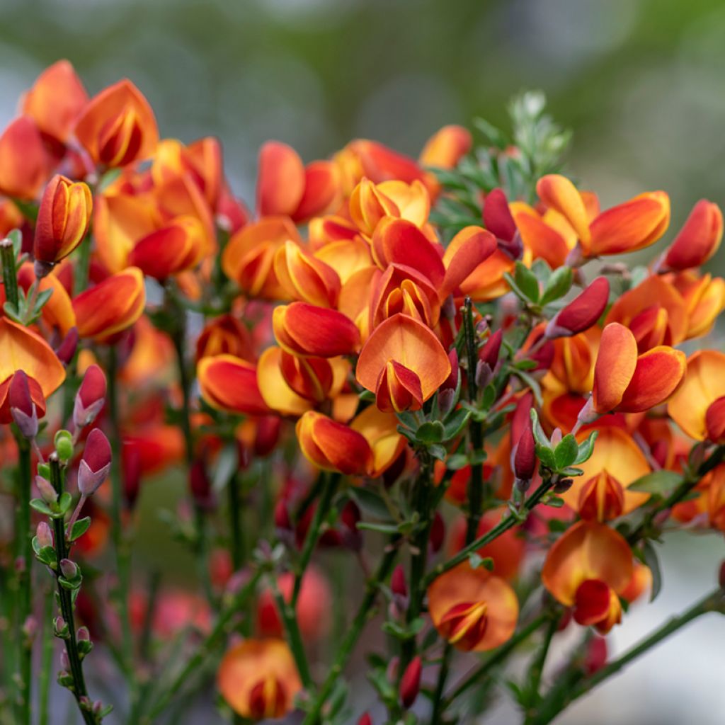 Retama negra Cytisus Lena - Cytisus scoparius