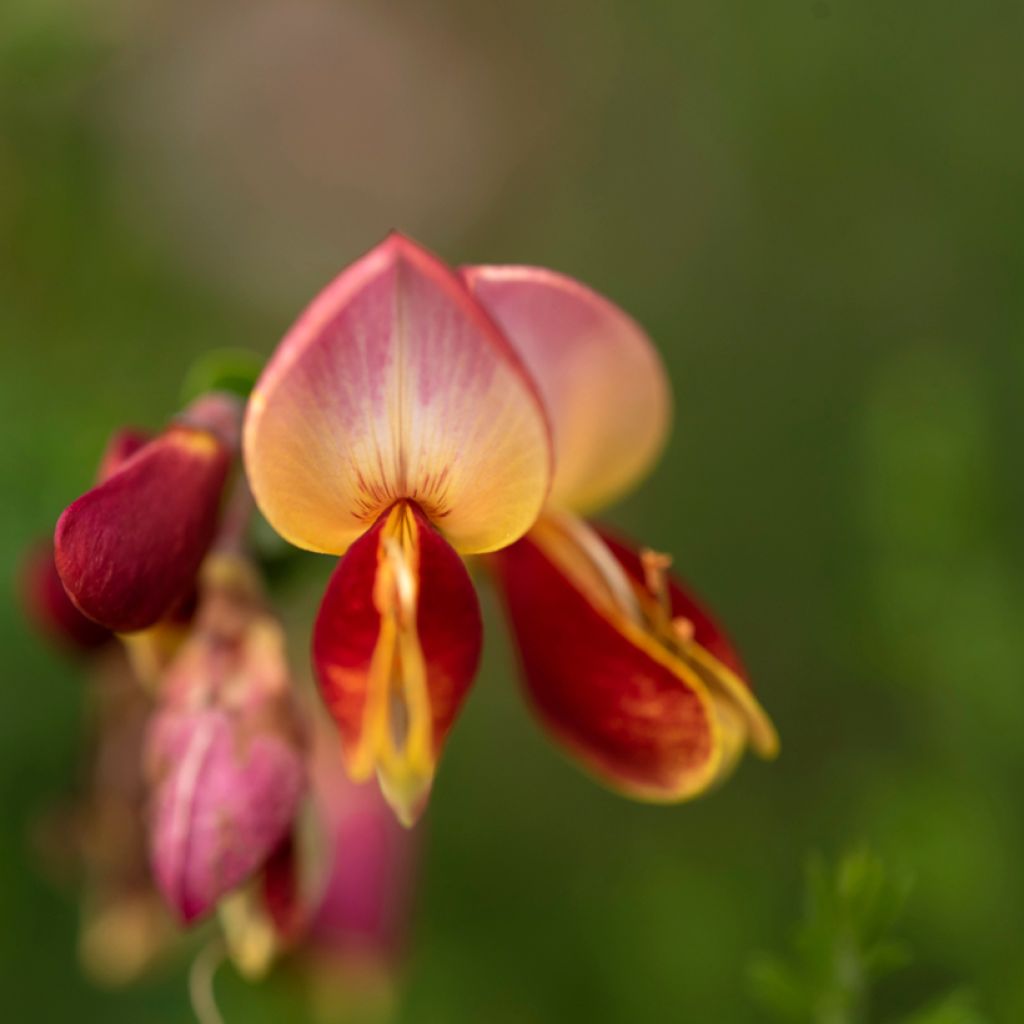 Retama negra Cytisus Lena - Cytisus scoparius