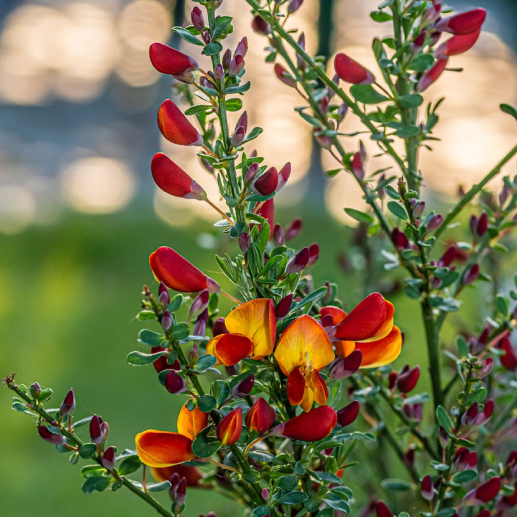 Retama negra Cytisus Lena - Cytisus scoparius