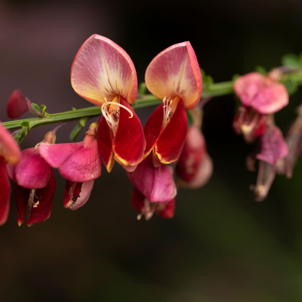 Retama negra Cytisus Lena - Cytisus scoparius