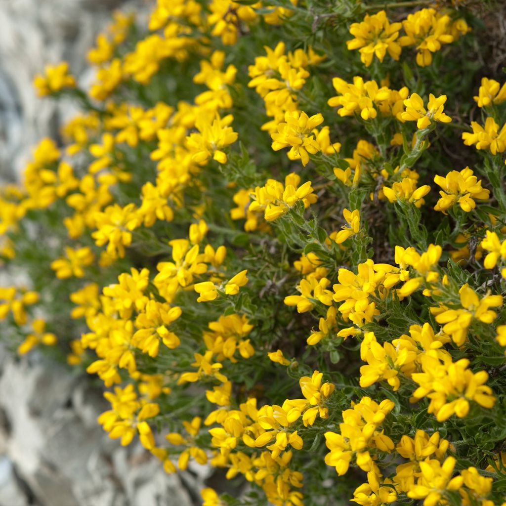 Genista hispanica - Abulaga