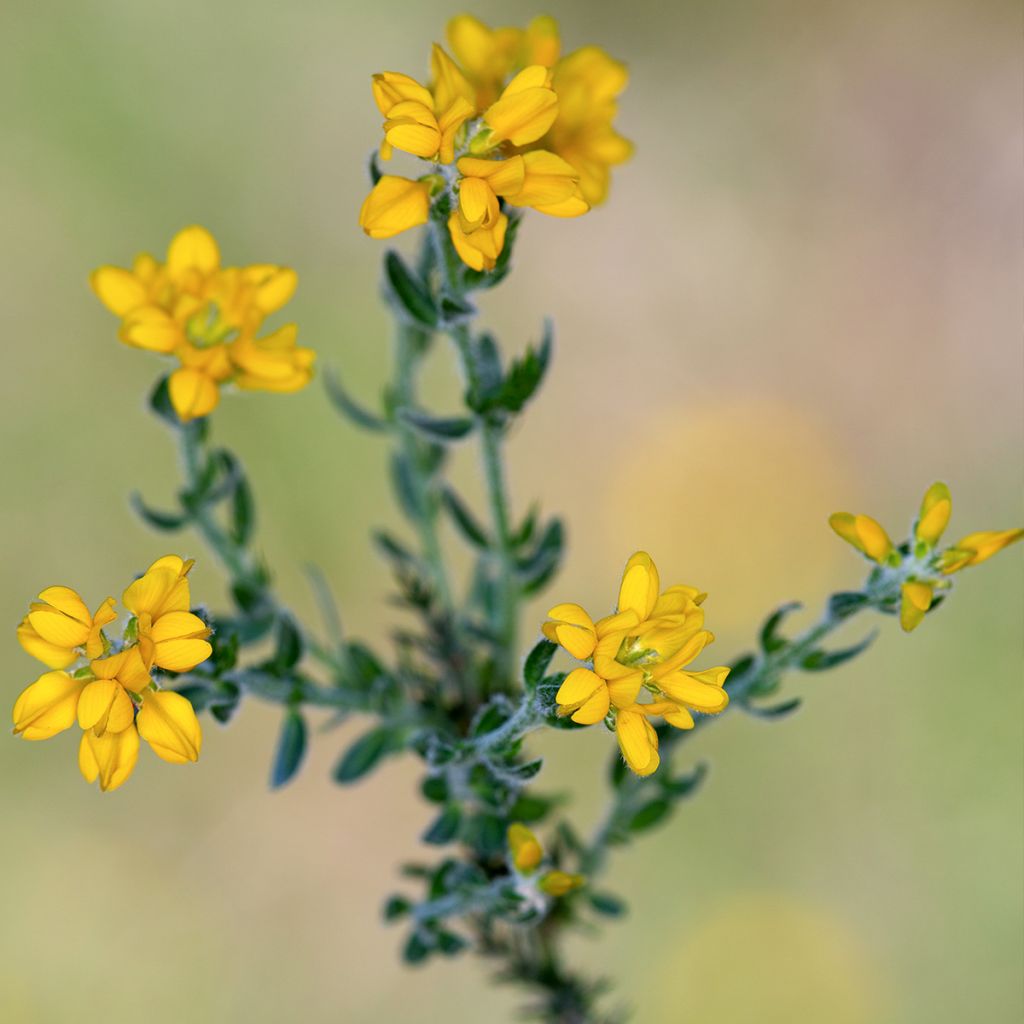 Genista hispanica - Abulaga