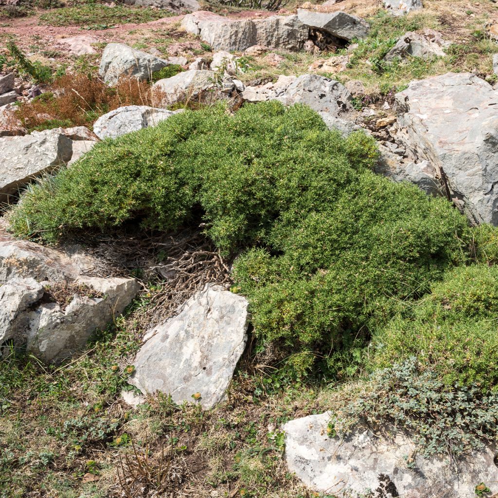 Genista hispanica - Abulaga