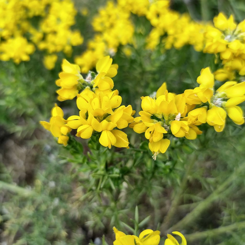 Genista hispanica - Abulaga