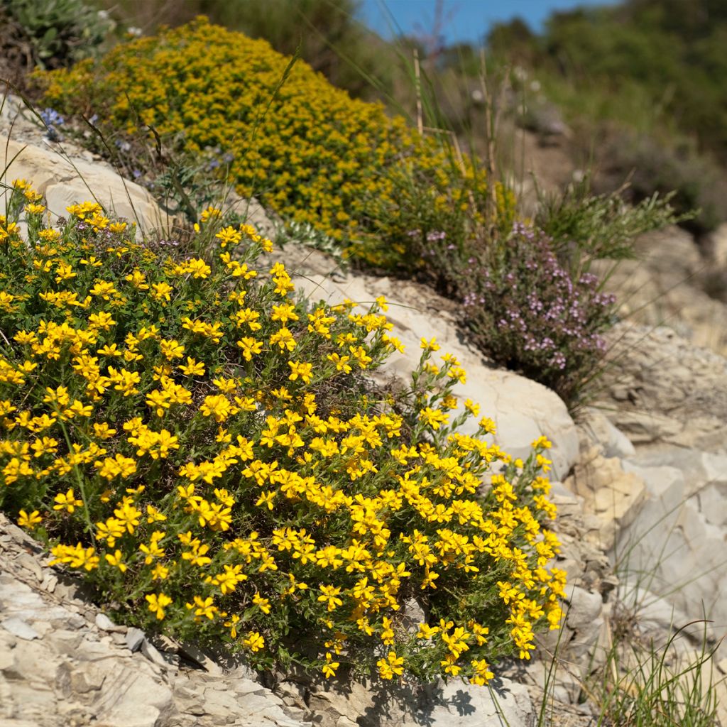 Genista hispanica - Abulaga