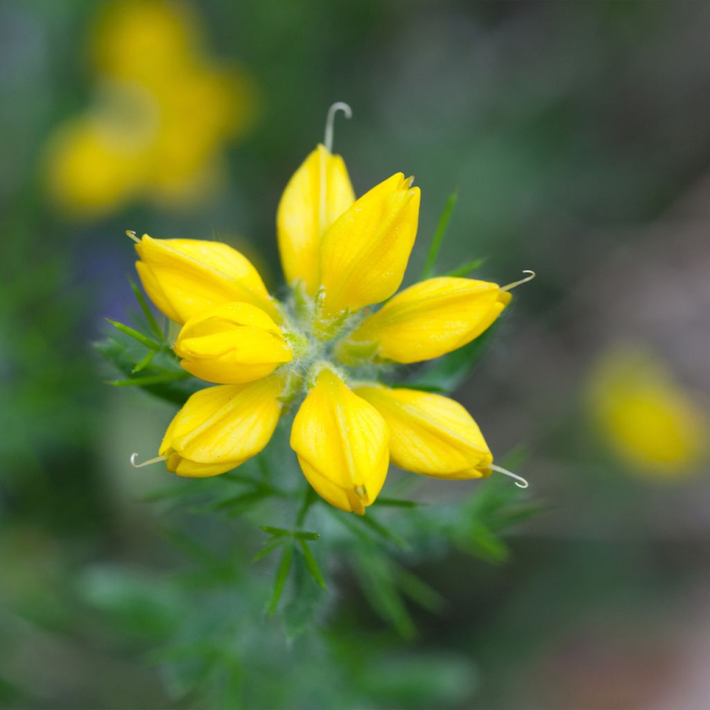 Genista hispanica - Abulaga