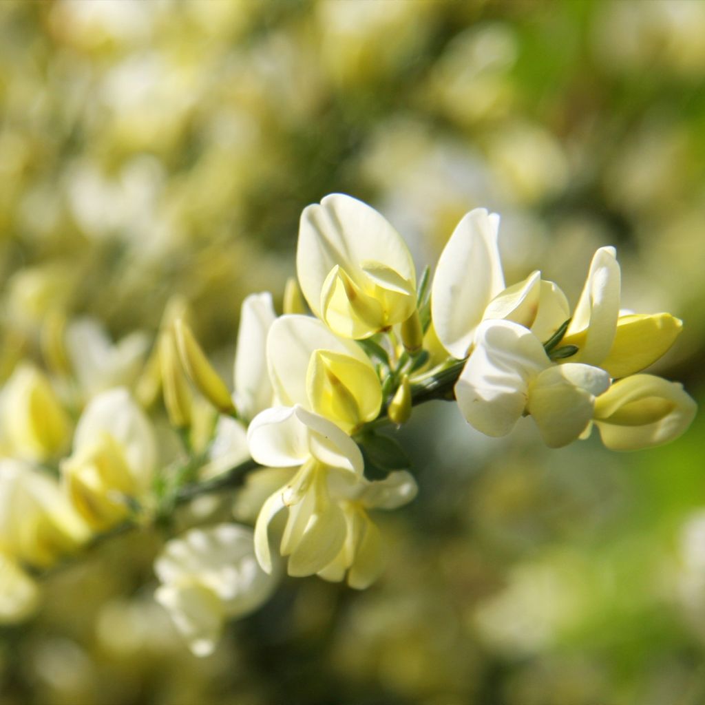 Cytisus praecox - Retama de colores