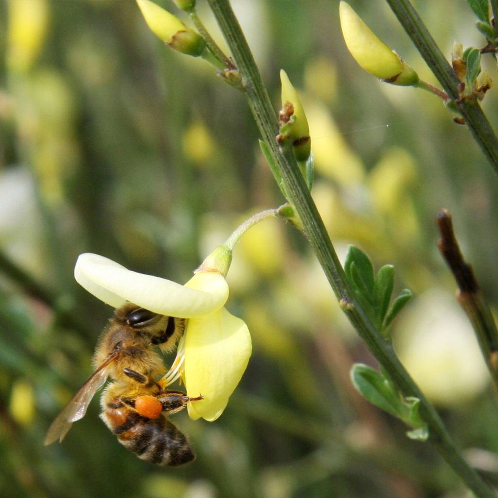 Cytisus praecox - Retama de colores