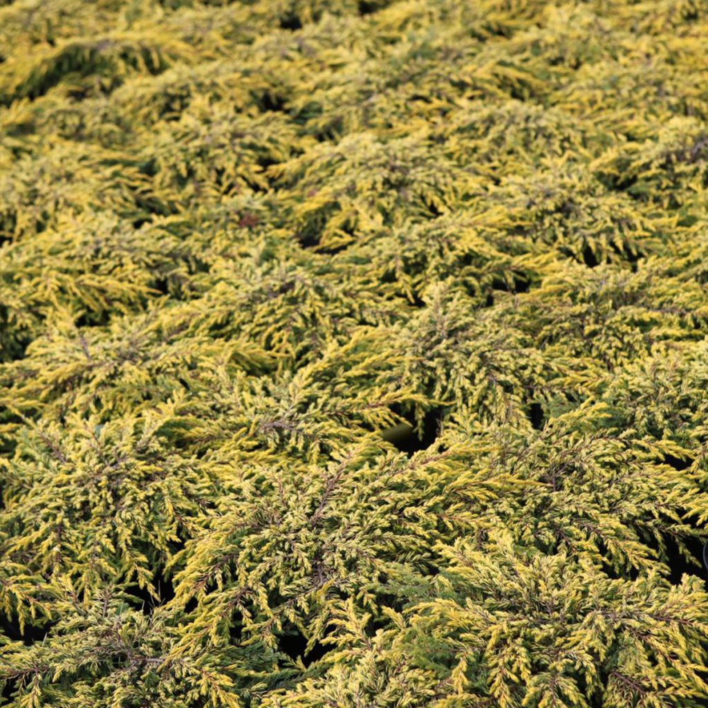 Genévrier commun - Juniperus communis Goldschatz