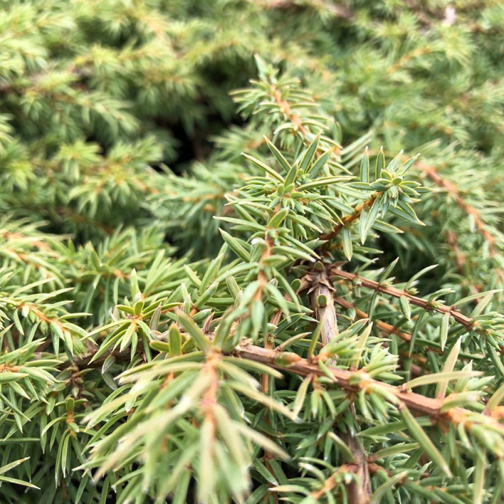 Juniperus communis Green Carpet - Enebro común