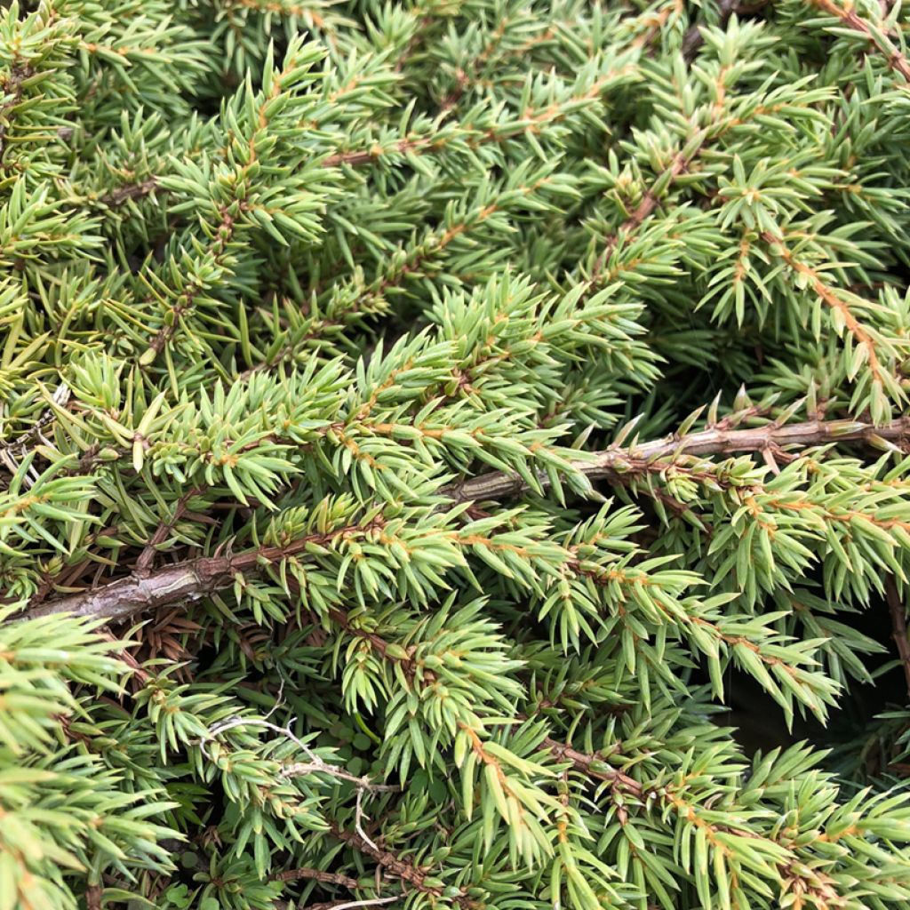 Juniperus communis Green Carpet - Enebro común