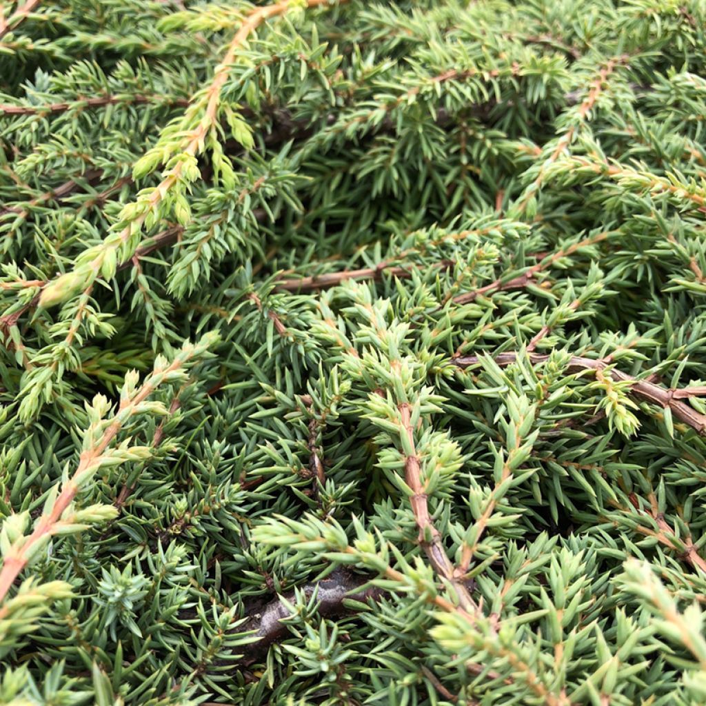 Juniperus communis Green Carpet - Enebro común