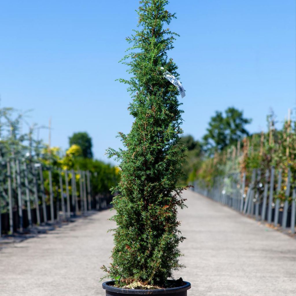 Juniperus communis Pyramidalis - Enebro común