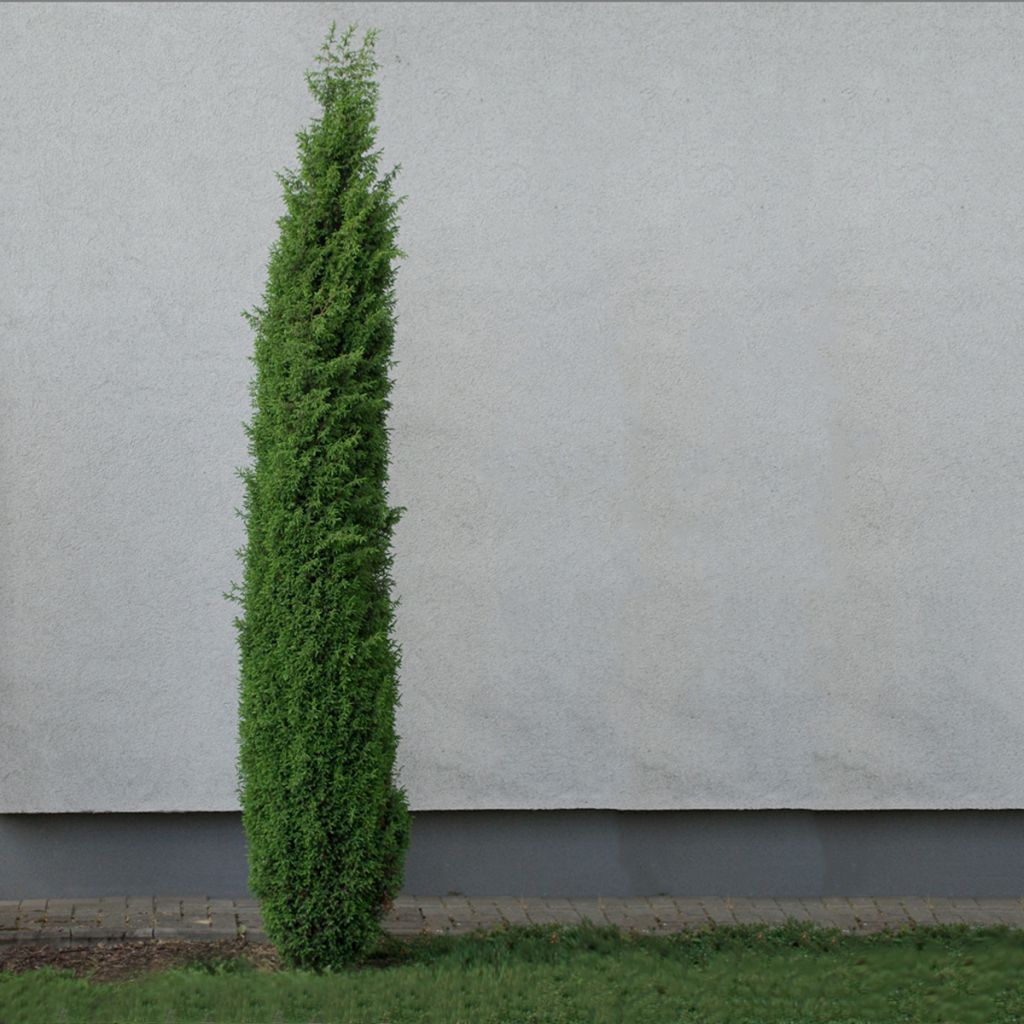 Juniperus communis Sentinel - Enebro común