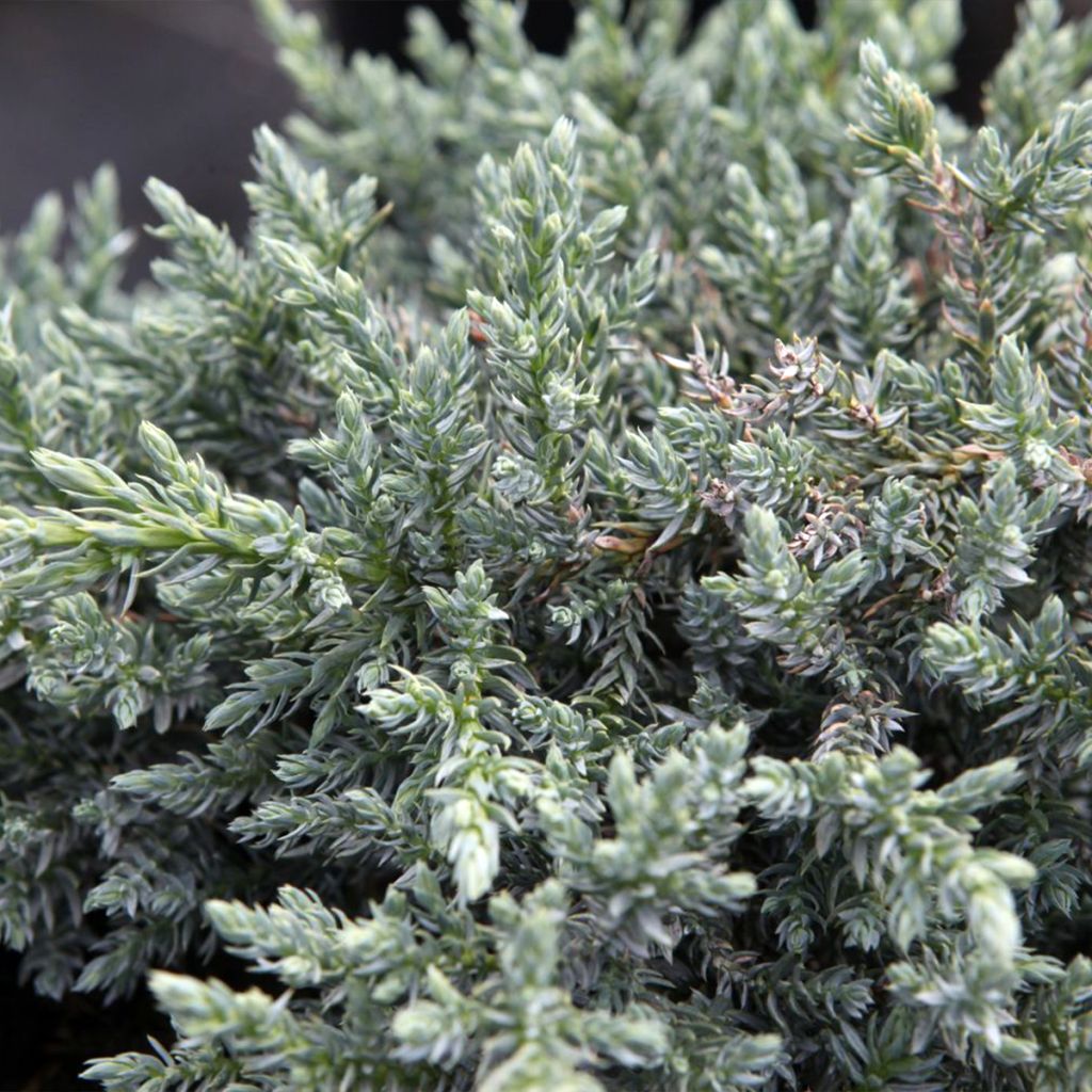 Juniperus squamata Tropical Blue - Enebro escamoso