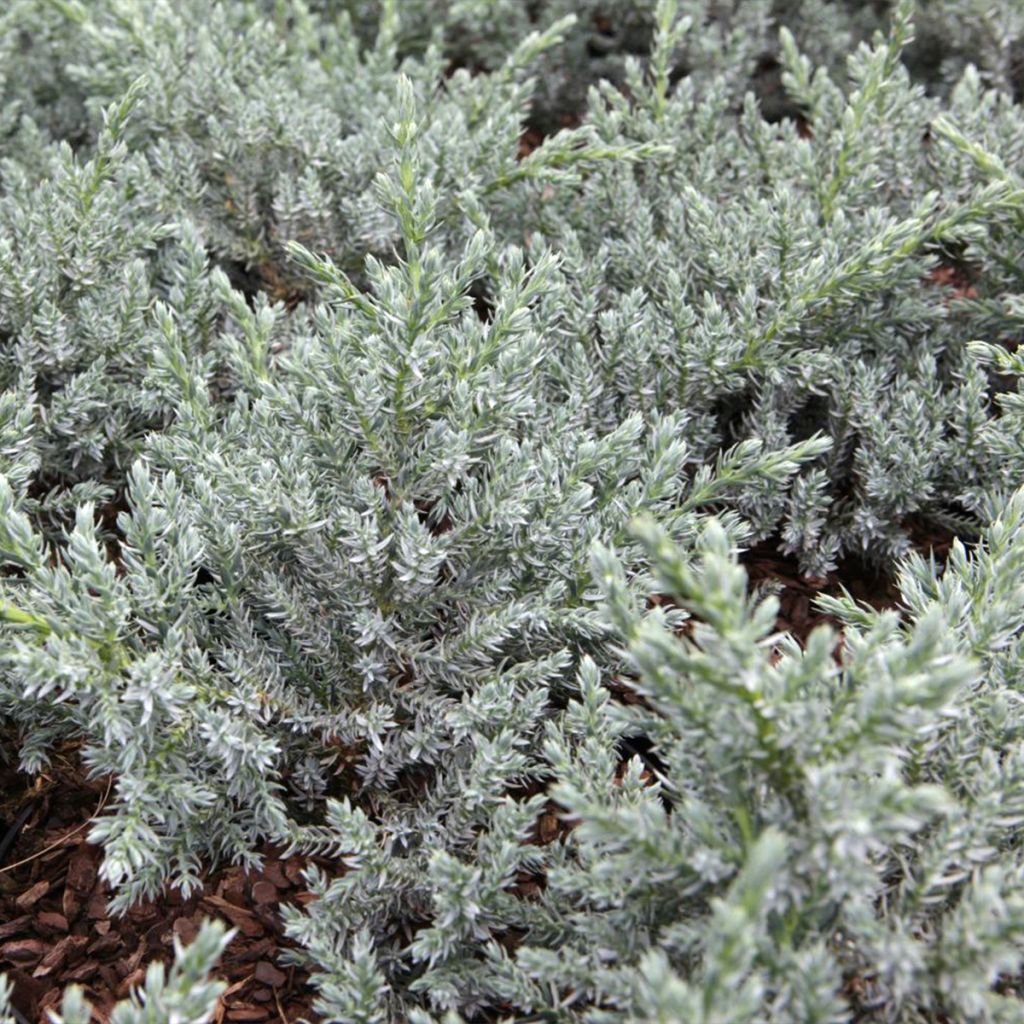 Juniperus squamata Tropical Blue - Enebro escamoso