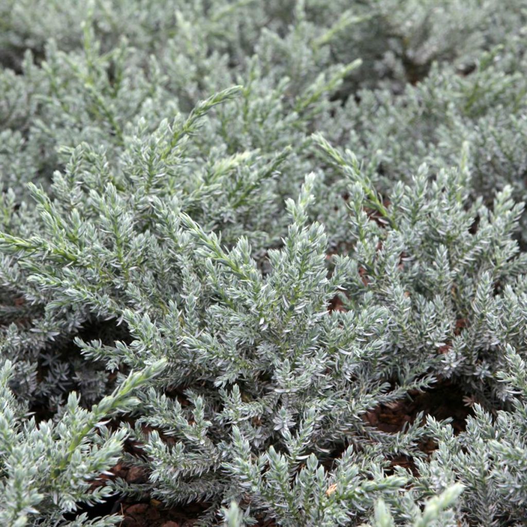 Juniperus squamata Tropical Blue - Enebro escamoso