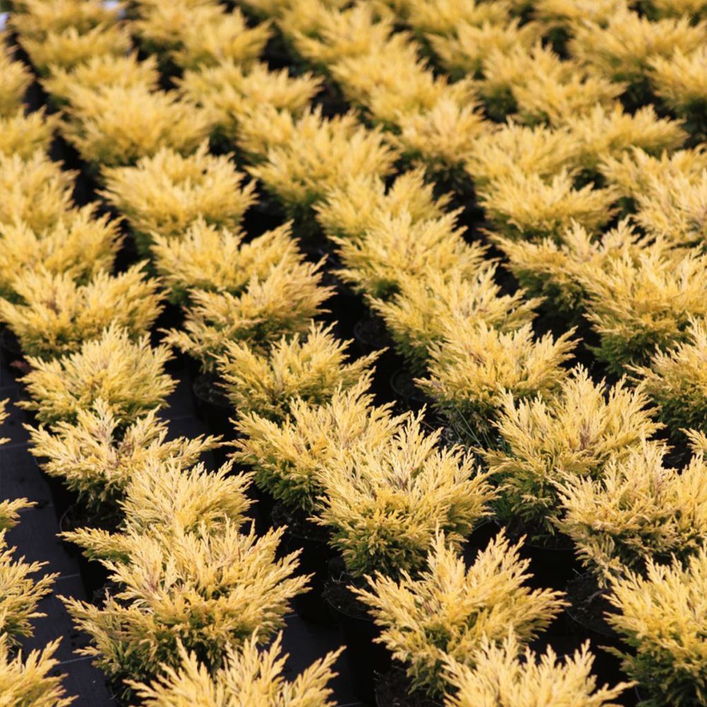 Genévrier horizontal - Juniperus horizontalis Limeglow