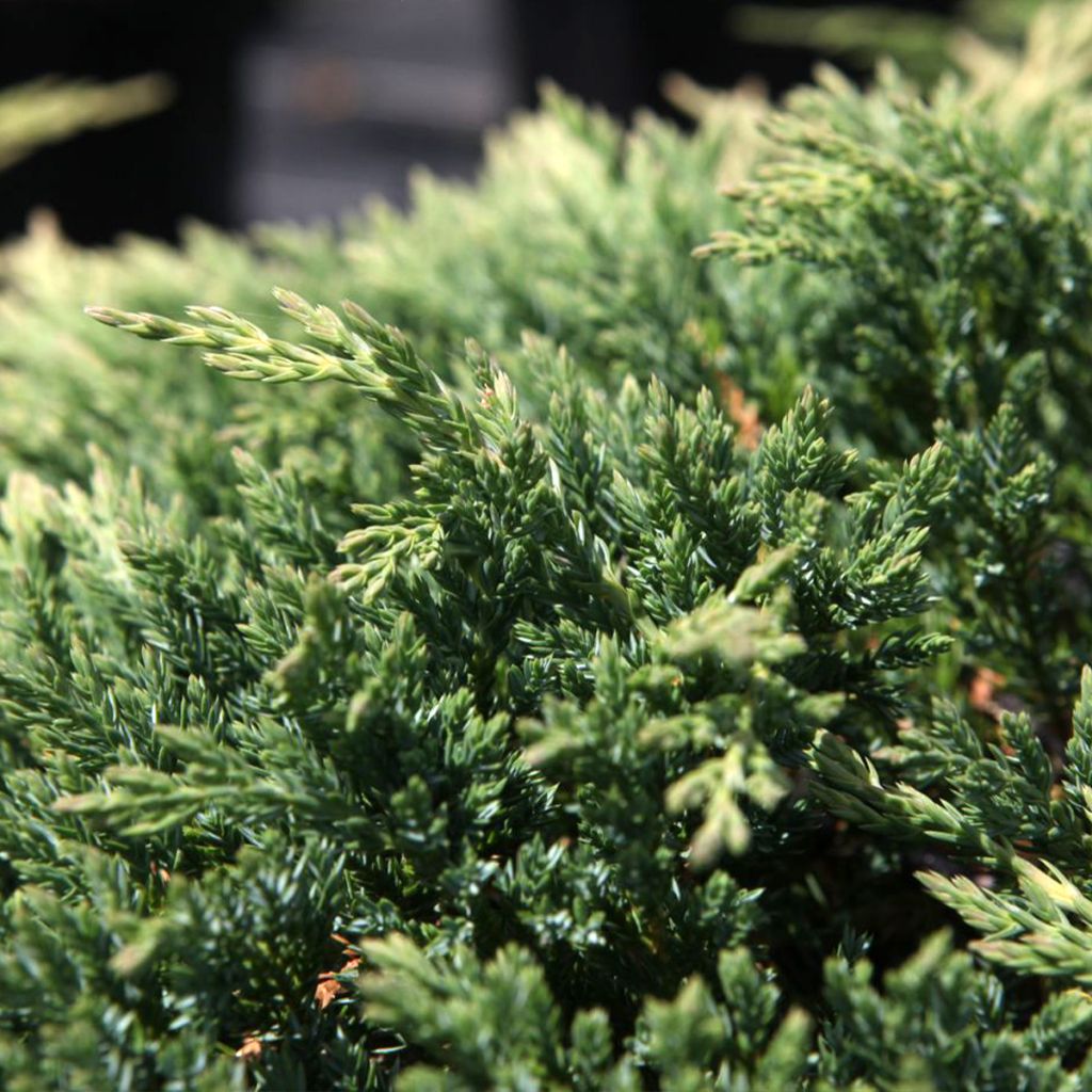 Juniperus horizontalis Prince Of Wales - Enebro rastrero