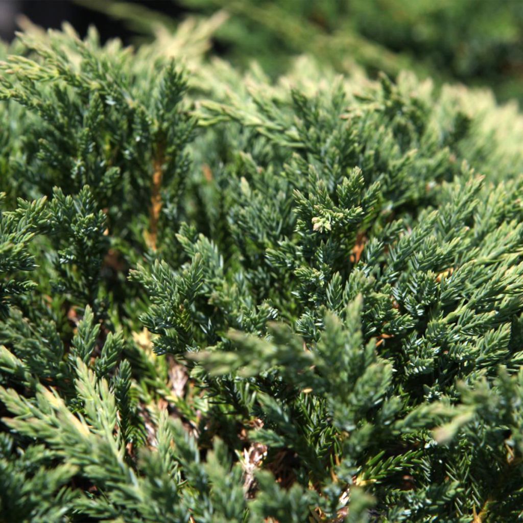 Juniperus horizontalis Prince Of Wales - Enebro rastrero