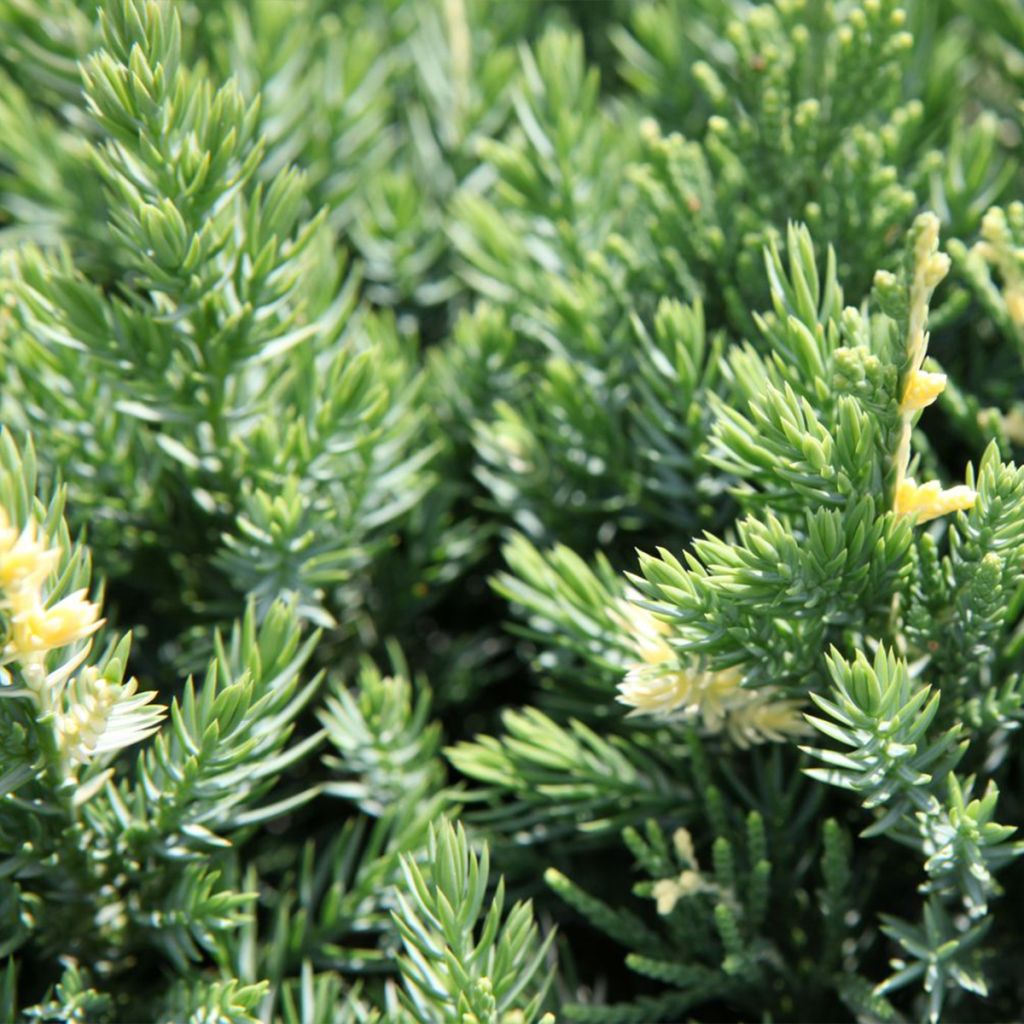 Genévrier rampant panaché - Juniperus chinensis Expansa Variegata