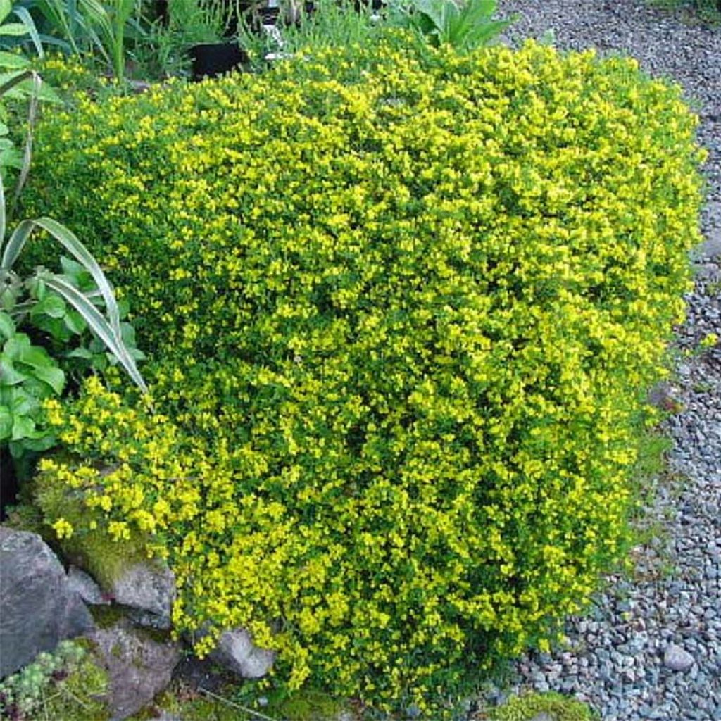 Genista pilosa Vancouver Gold