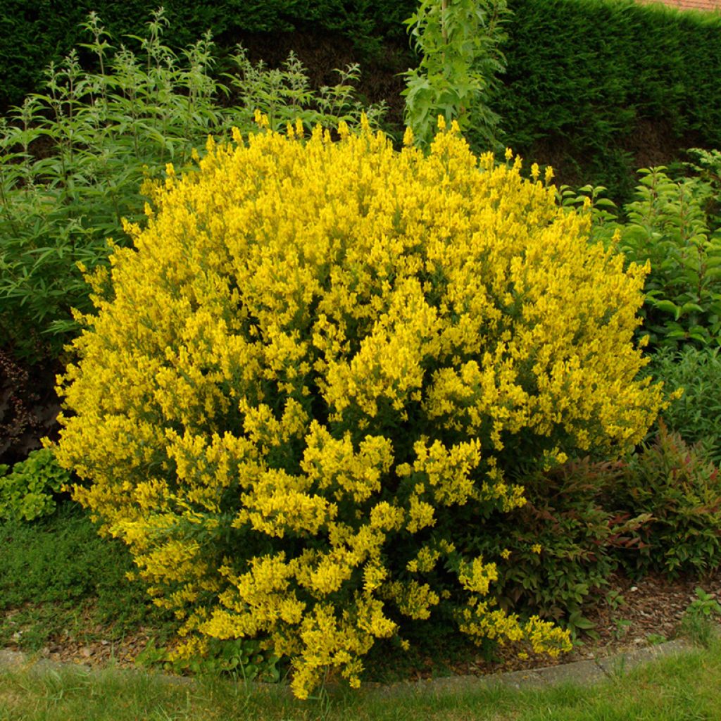 Genista tinctoria - Retama de tintes