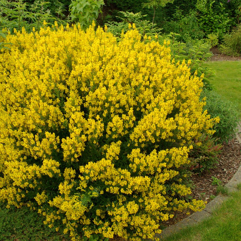 Genista tinctoria - Retama de tintes