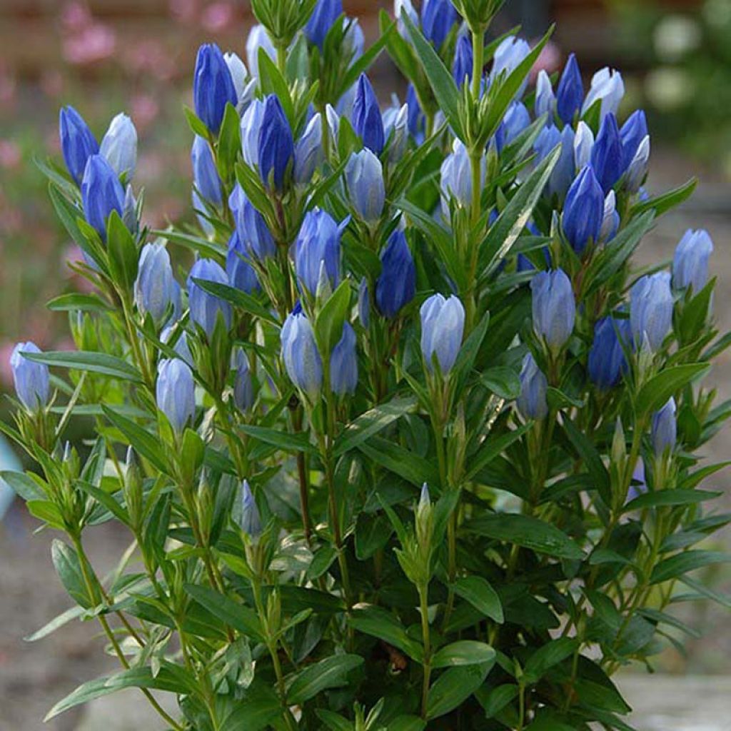 Gentiana Blue Star ® - Gentiane