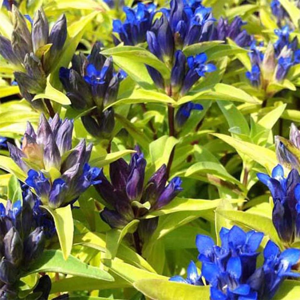 Gentiana cruciata